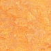 Marmoleum / Linoleum